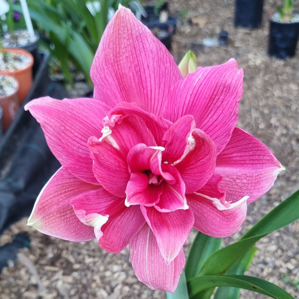 Double Hippeastrum 'THCo Evie'