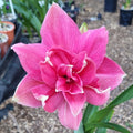 Double Hippeastrum 'THCo Evie'