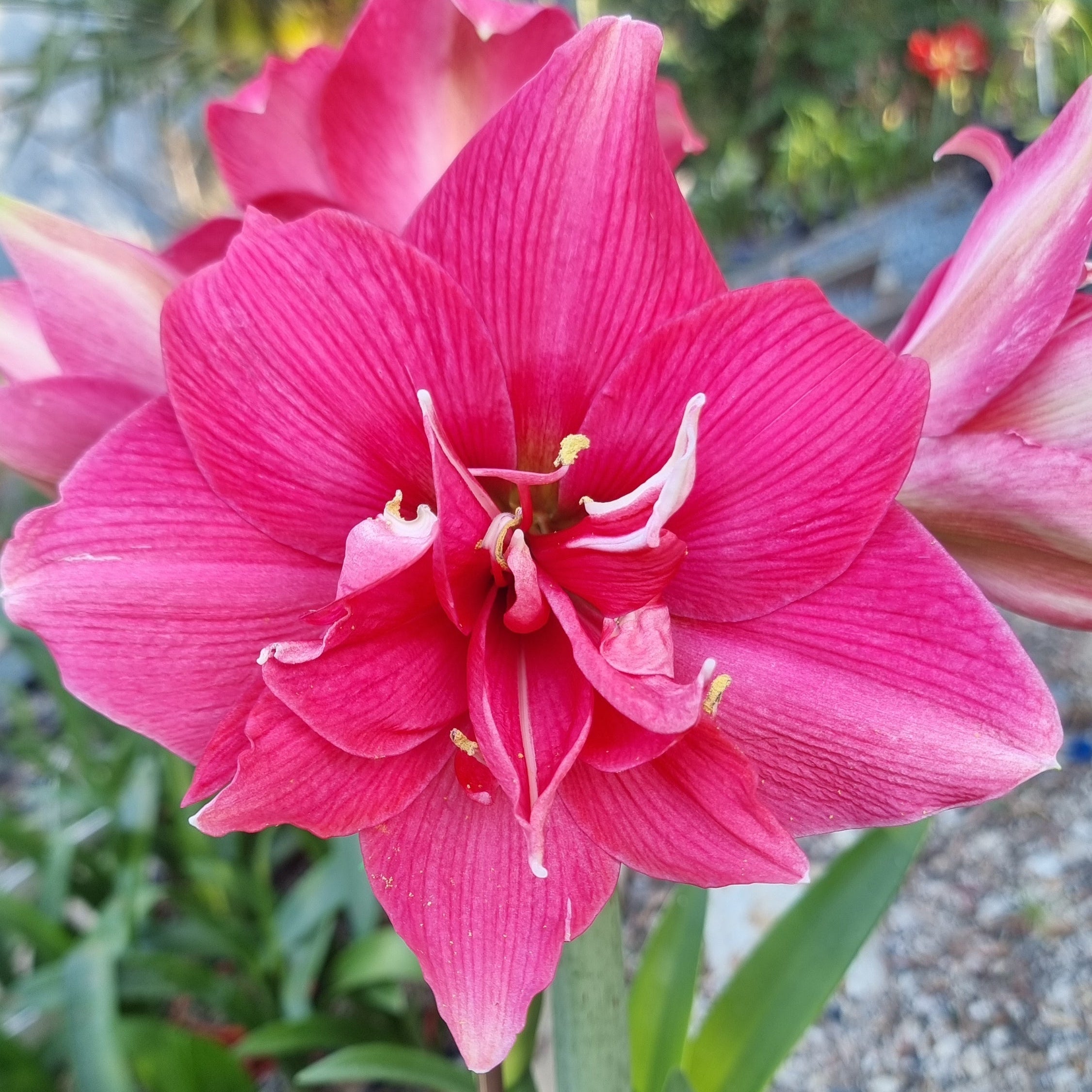Double Hippeastrum THCo Simple Trinquil Pink2