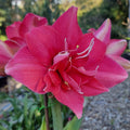 Double Hippeastrum THCo Simple Trinquil Pink