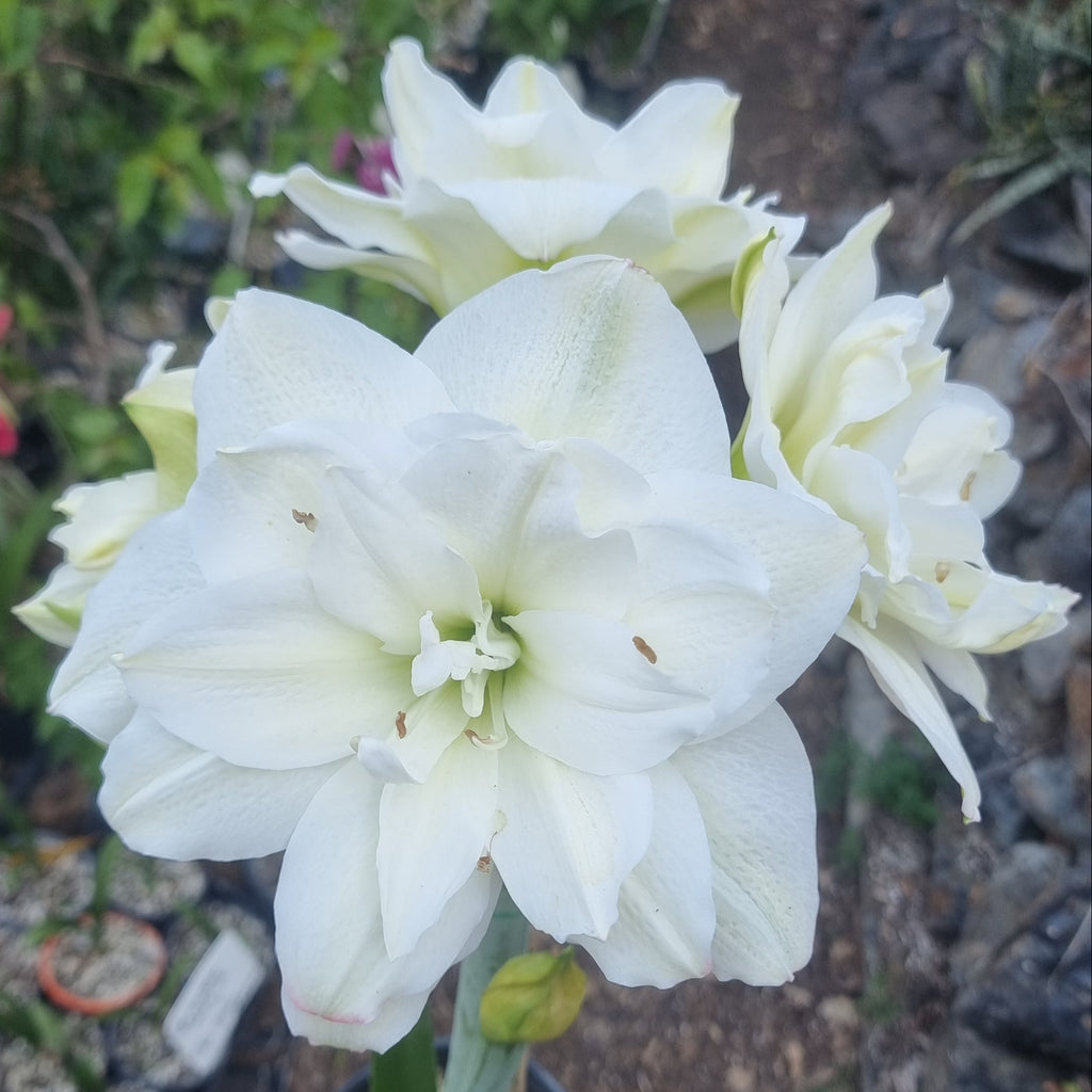 Double White Maguires Hippeastrum Eskimo Prince2background