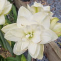 Double White Maguires Hippeastrum Eskimo Prince2
