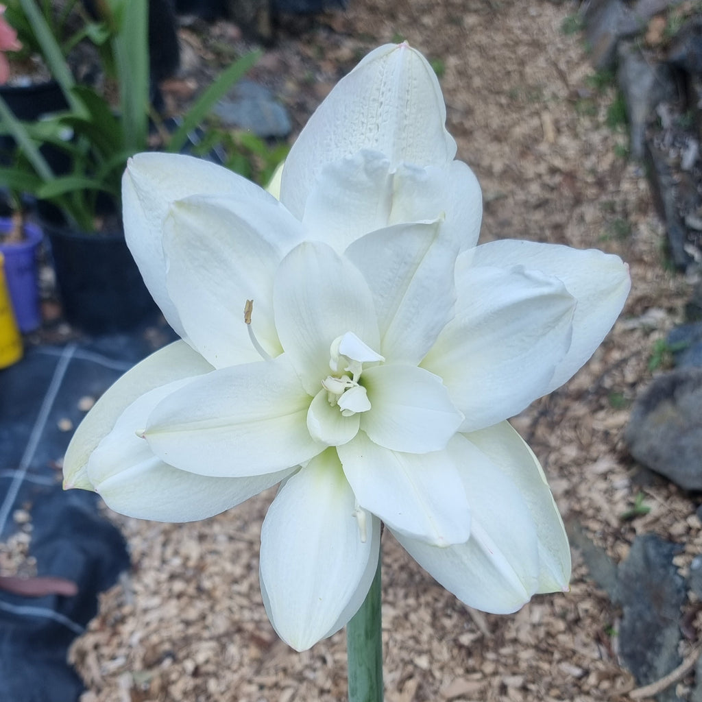 Double White Maguires Hippeastrum Eskimo Prince2