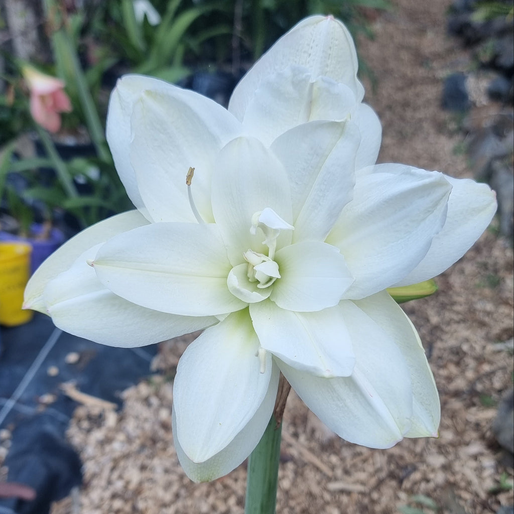 Double White Maguires Hippeastrum Eskimo Prince2