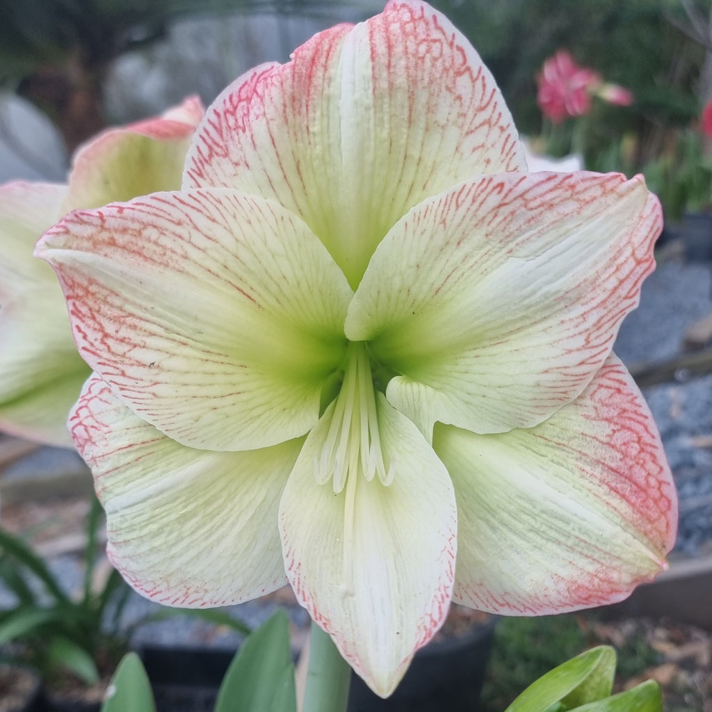 Green Orange Single Hippeastrum 'THCo Mudgee Valley'