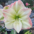 Green Orange Single Hippeastrum 'THCo Mudgee Valley'