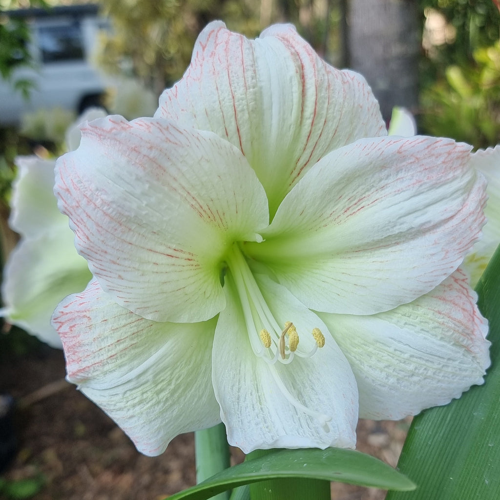 Green Orange Single Hippeastrum THCo Mudgee Valley