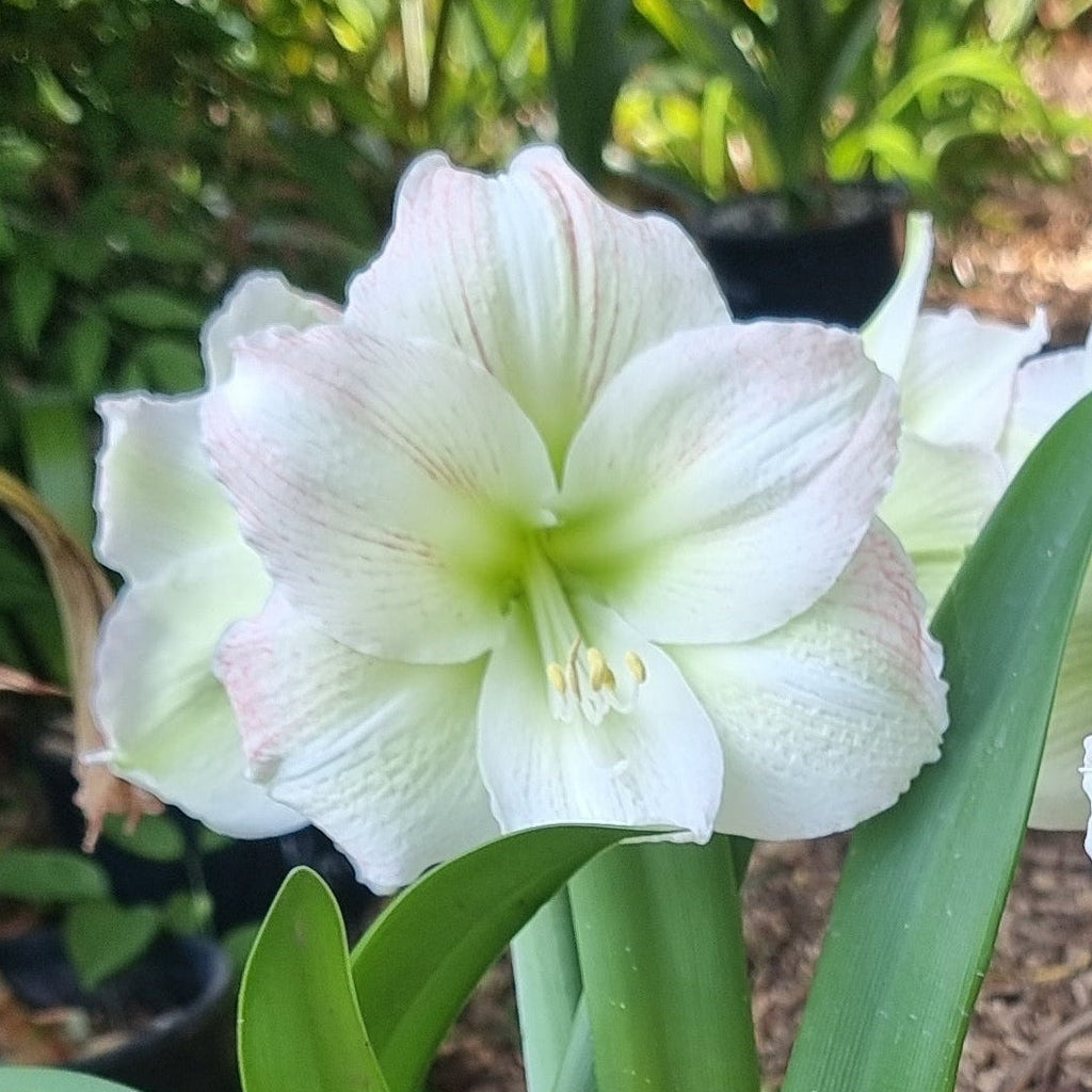Green Orange Single Hippeastrum THCo Mudgee Valley