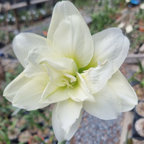 Hippeastrum Alfresco Double White Green