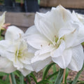 Hippeastrum Alfresco Double White Green Buy