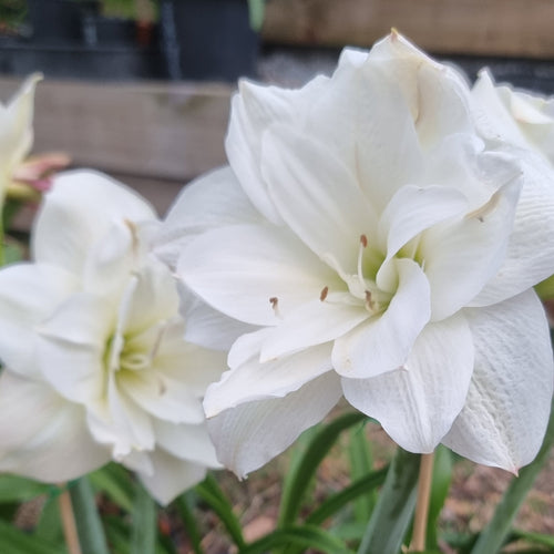 Hippeastrum Alfresco Double White Green Buy