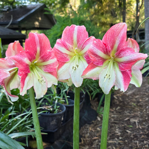 Hippeastrum Duet Candy Single Pink Green buy