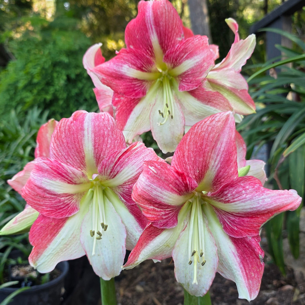 Hippeastrum Duet Candy Single Pink Green Buy