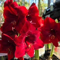 Hippeastrum Dynamite Single Red Buy