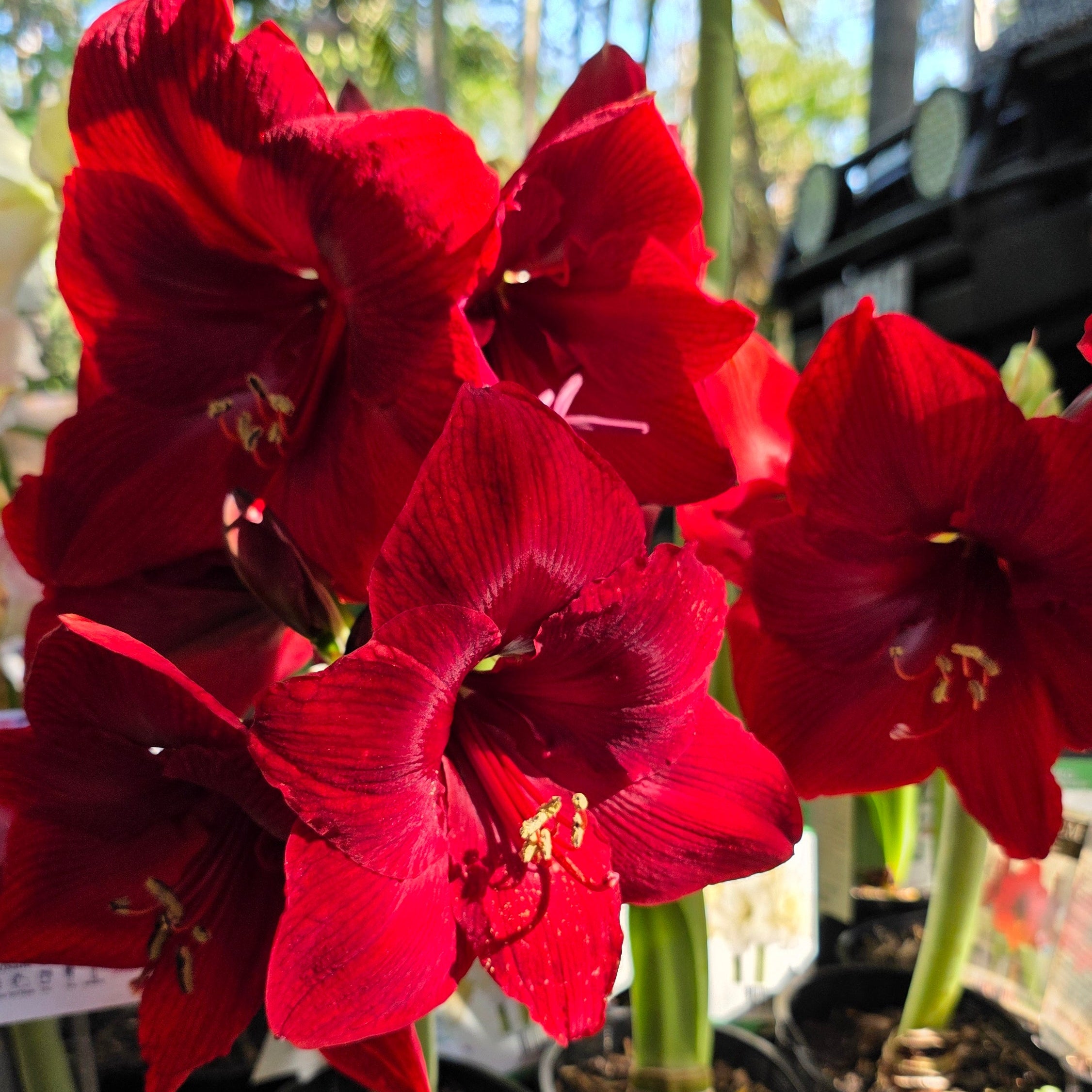 Hippeastrum Dynamite Single Red Buy
