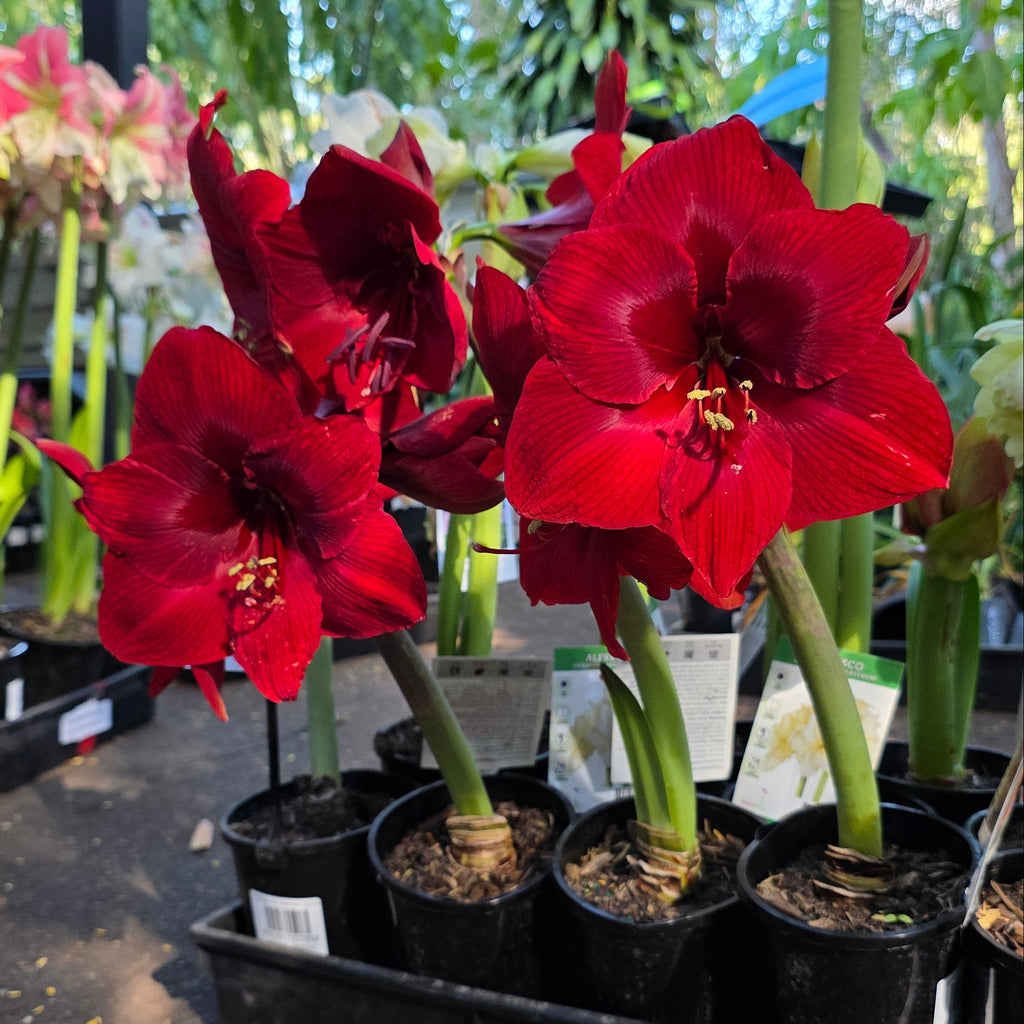 Hippeastrum Dynamite Single Red Buy