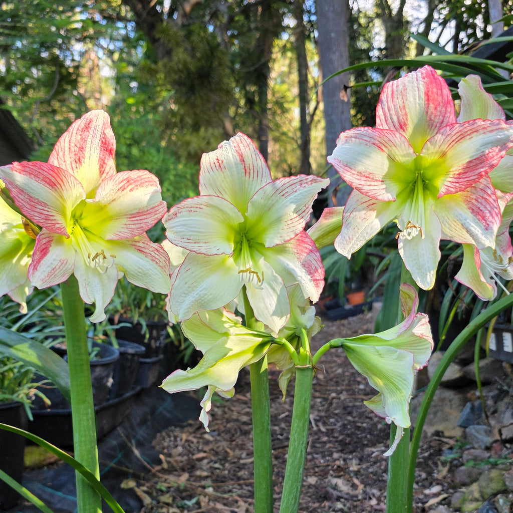 Hippeastrum Forest Sunset Single Pink Green