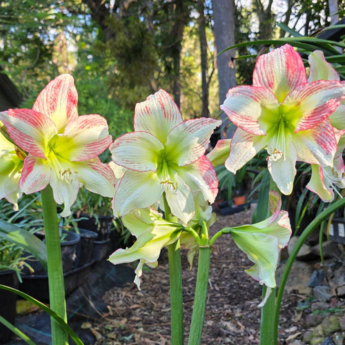 Hippeastrum Forest Sunset Single Pink Green