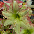 Hippeastrum ForestNSunset Single Pink Green Buy