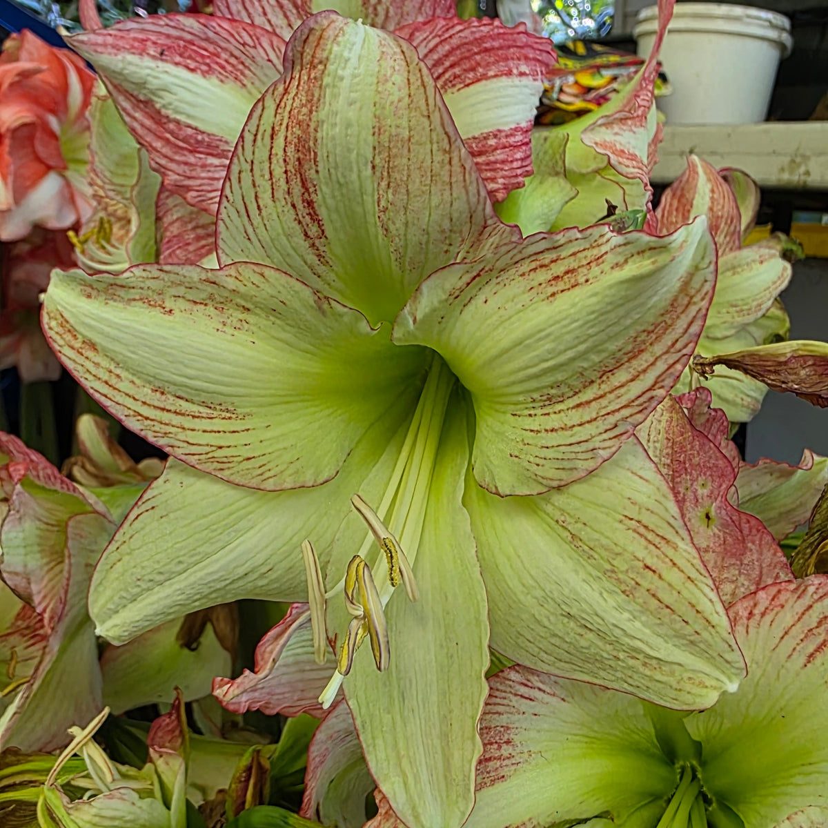 Hippeastrum ForestNSunset Single Pink Green Buy