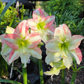 Hippeastrum Forest Sunset Single Pink Green3