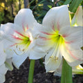 Hippeastrum Geisha Single White Green Pink Buy
