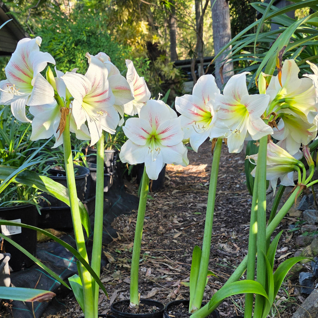 Hippeastrum Geisha Single White Green Pink Buy