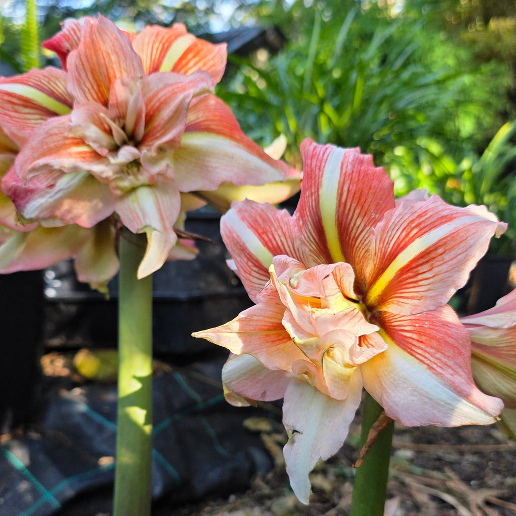 Hippeastrum Inca Star Double Pink Orange White