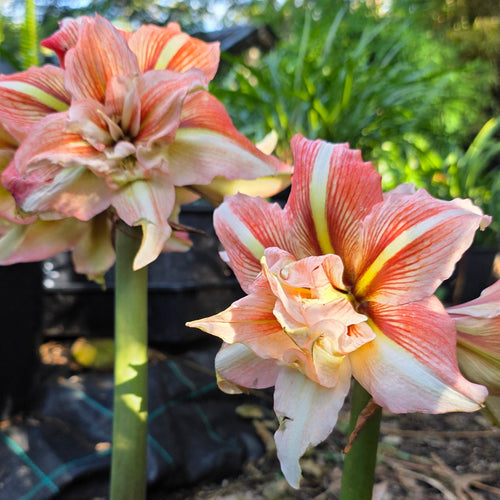Hippeastrum Inca Star Double Pink Orange White