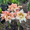 Hippeastrum Inca Star Double Pink Orange White Buy