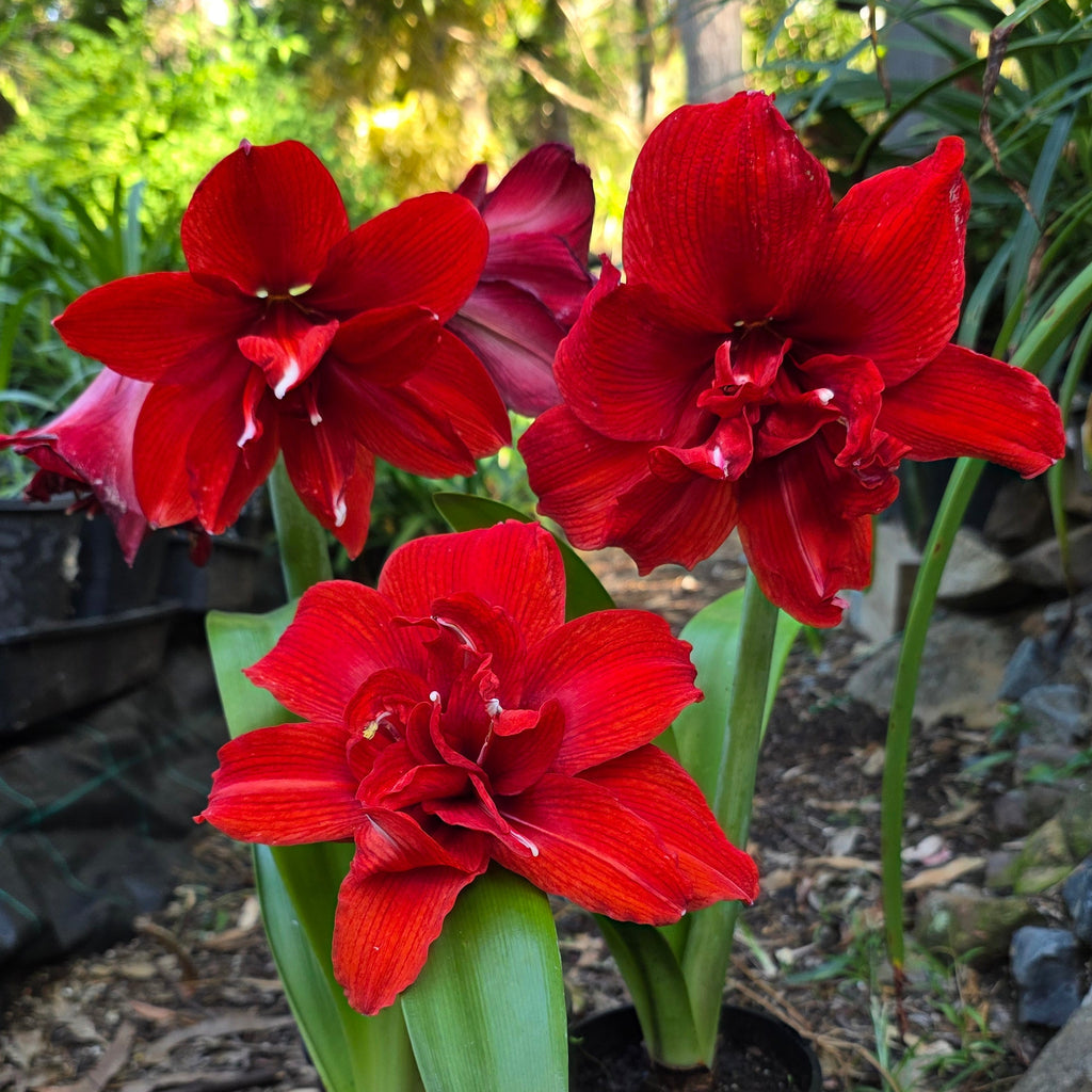 Hippeastrum Inferno Double Red Buy
