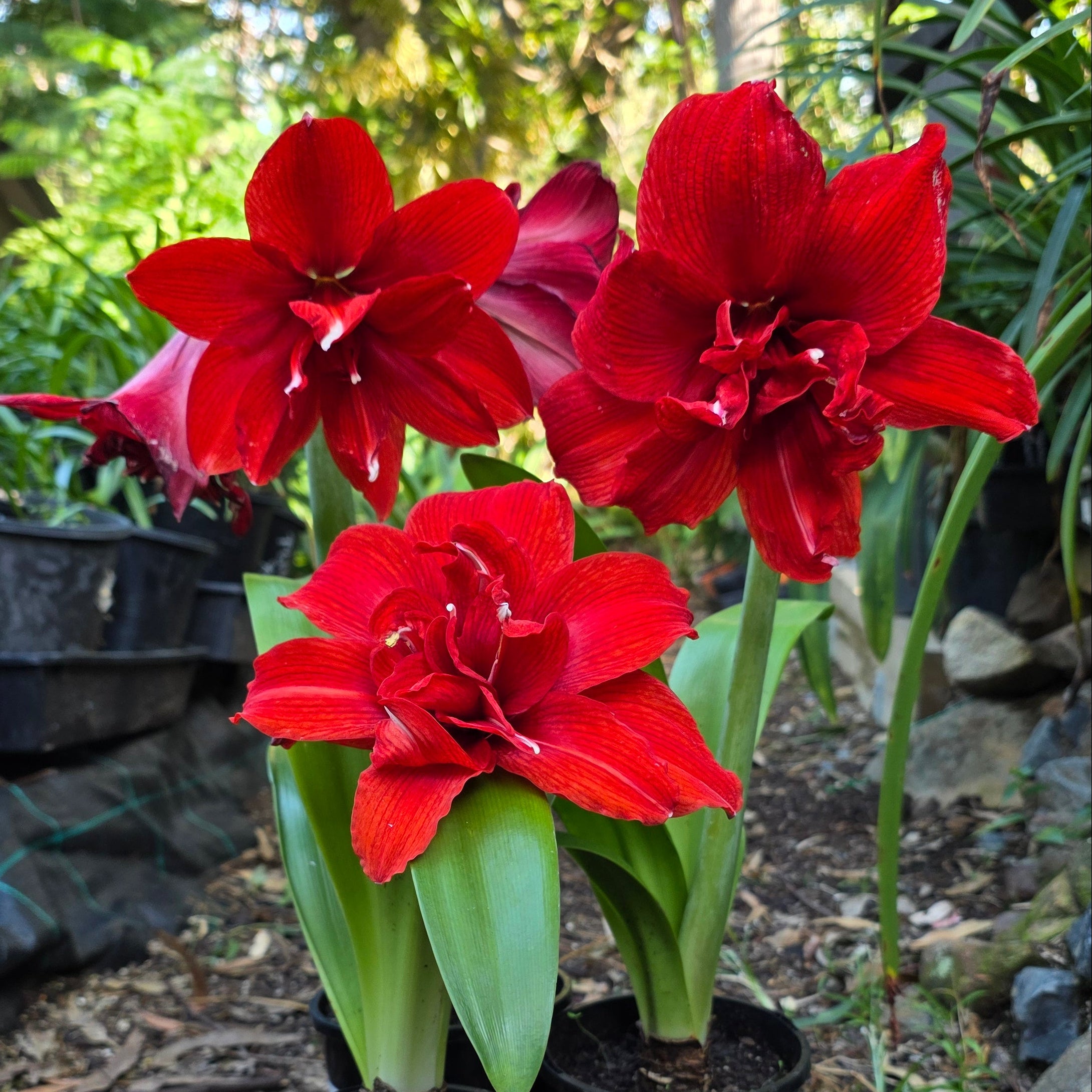Hippeastrum Inferno Double Red Buy