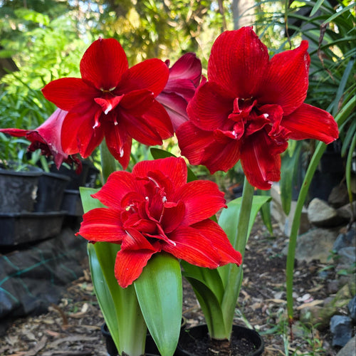 Hippeastrum Inferno Double Red Buy
