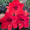 Hippeastrum Merry Xmas Single Red Buy