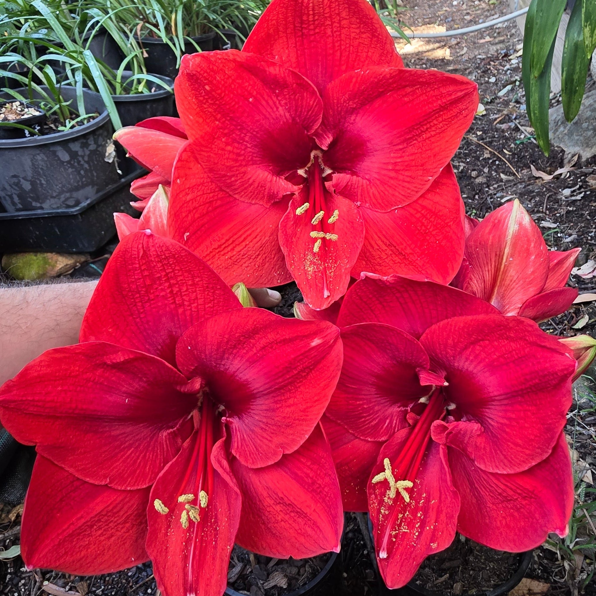 Hippeastrum Merry Xmas Single Red Buy