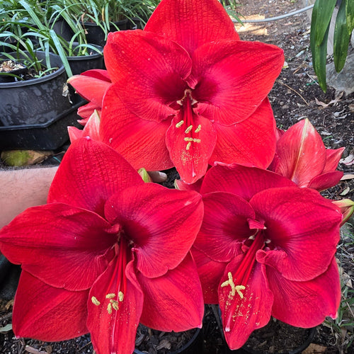 Hippeastrum Merry Xmas Single Red Buy