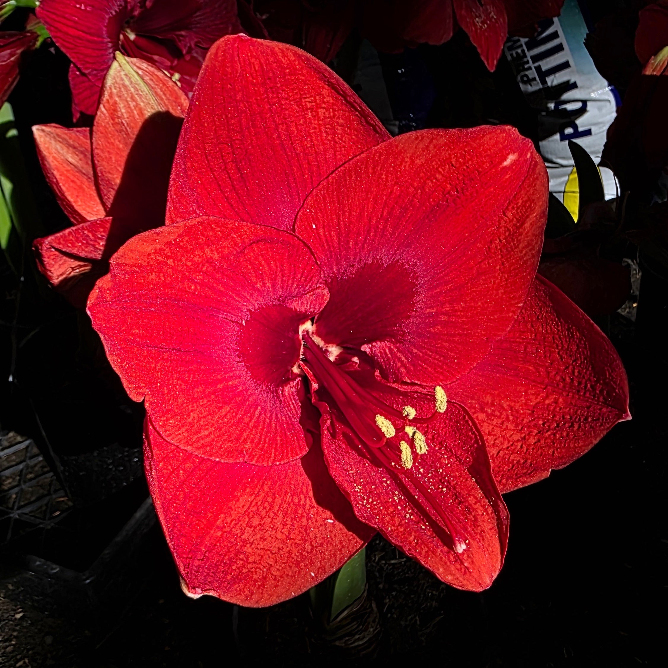 Hippeastrum Merry Xmas Single Red