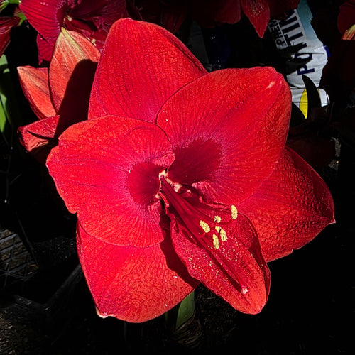 Hippeastrum Merry Xmas Single Red