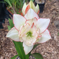 Hippeastrum Northern Lass Maguires Double