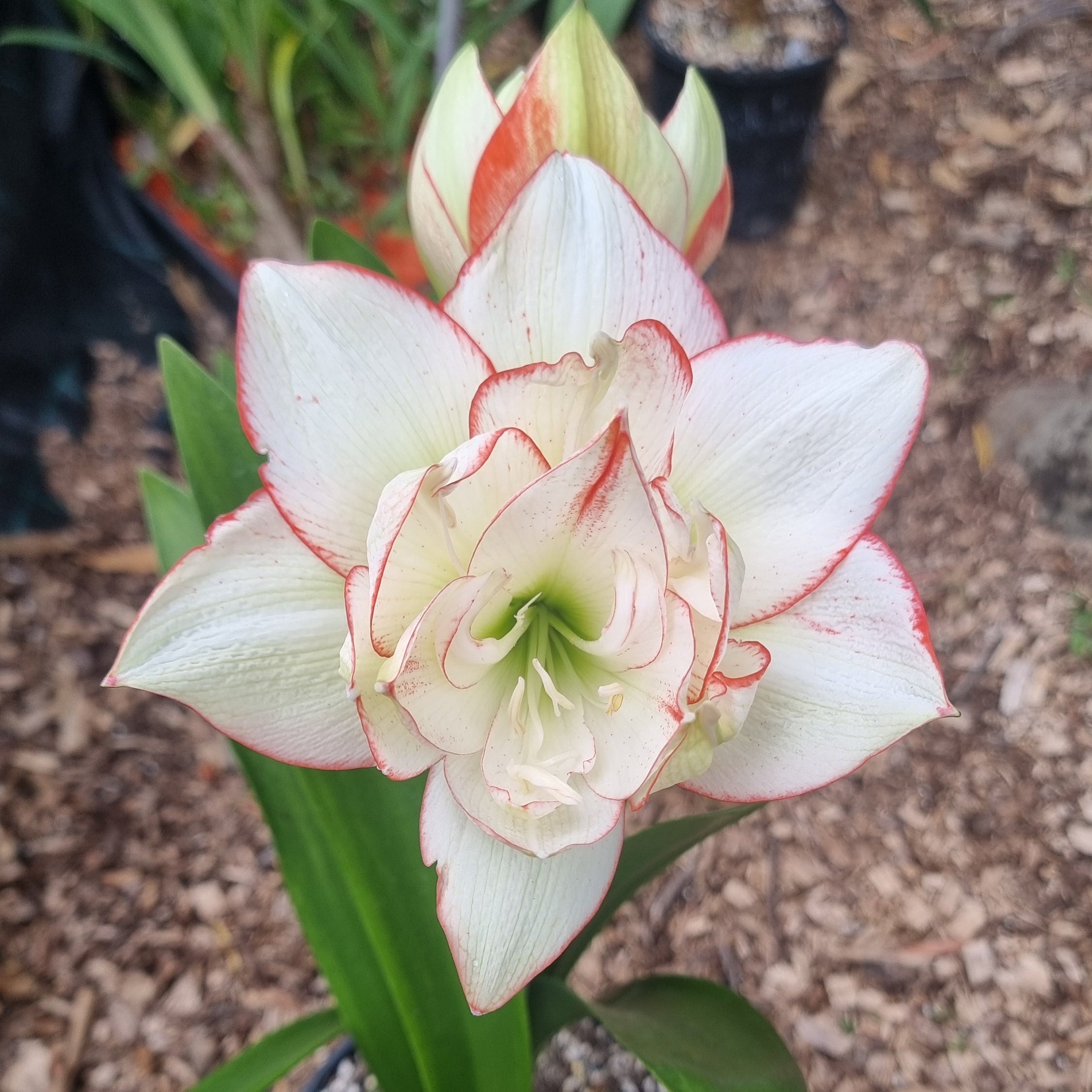 Hippeastrum Northern Lass Maguires Double