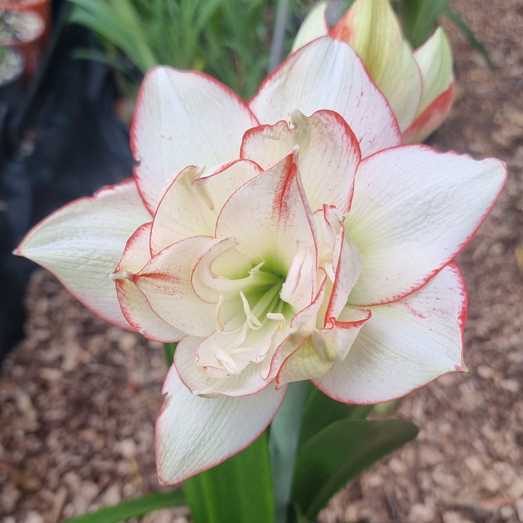 Hippeastrum Northern Lass Maguires Double