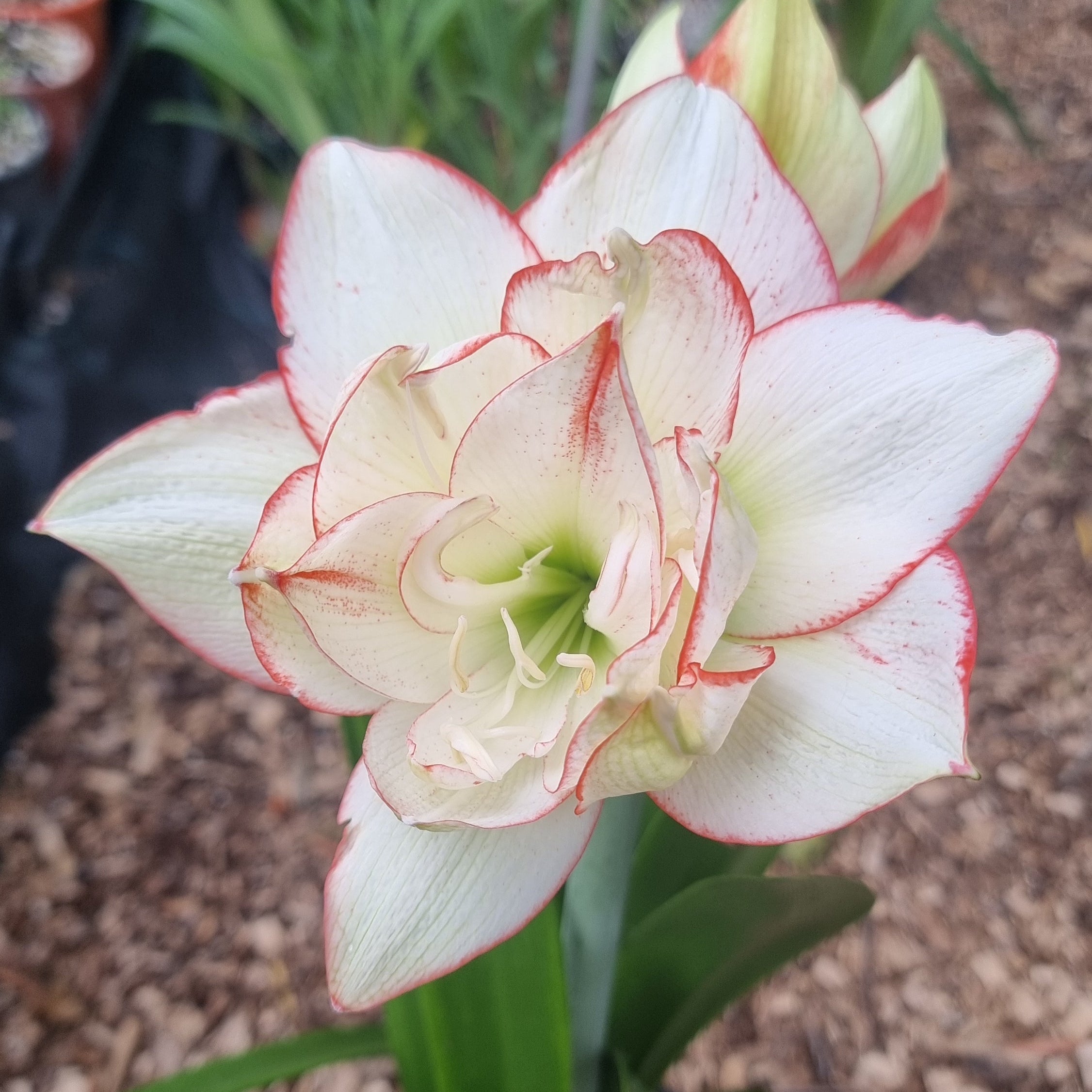 Hippeastrum Northern Lass Maguires Double