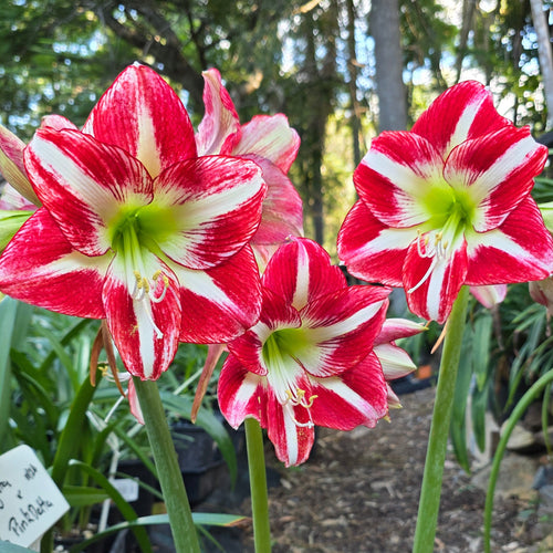 Hippeastrum Ocean Drive Single Red Green White