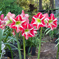 Hippeastrum Ocean Drive Single Red Green White Buy