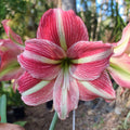 single hippeastrum Party Time