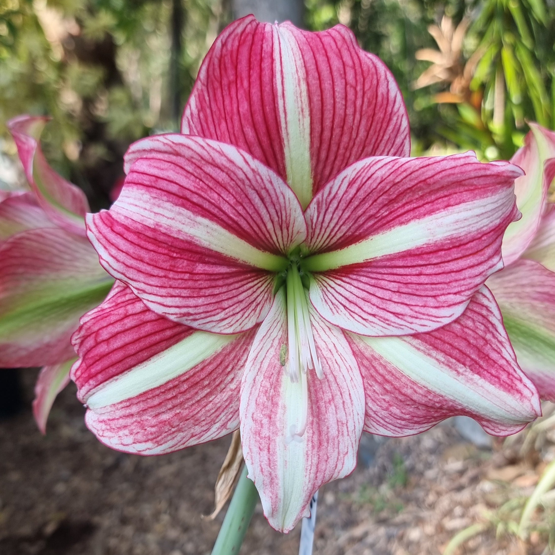 single hippeastrum Party Time