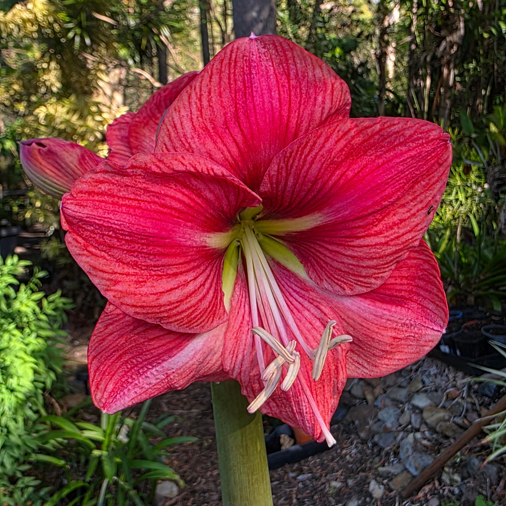 Hippeastrum Pink Panther Single Pink Red Green