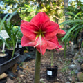 Hippeastrum Pink Panther Single Pink Red Green