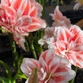 Hippeastrum Princess Madeleine Double Pink White