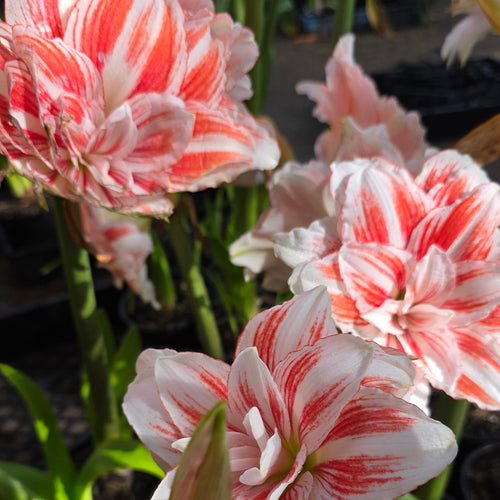 Hippeastrum Princess Madeleine Double Pink White
